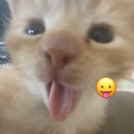 zamadeee